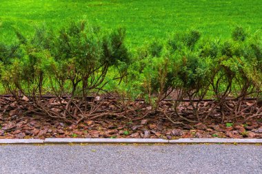 Kaldırımda ya da kaldırımda büyüyen alçak bir çalı. Bitkilerin altında ağaç kabuğu gübresi ve arka planda yeşil otlar var.