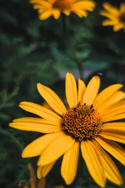 Bahçedeki sarı çiçek