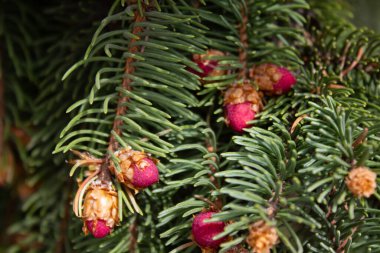 kırmızı koni ile çam dalları