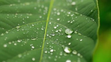 Çiy damlalarıyla kaplı taze yeşil yaprağın yakın plan görüntüsü, karmaşık dokular ve canlı renkler, doğa temalı projeler veya yayınlar için mükemmel.