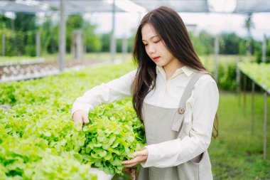 Serada taze marul yetiştiren genç bir kadın var. Sağlıklı beslenmeyi ve büyümeyi teşvik ederken sürdürülebilir bir yaşam tarzını somutlaştırıyor..