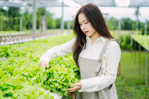 Serada taze marul yetiştiren genç bir kadın var. Sağlıklı beslenmeyi ve büyümeyi teşvik ederken sürdürülebilir bir yaşam tarzını somutlaştırıyor..