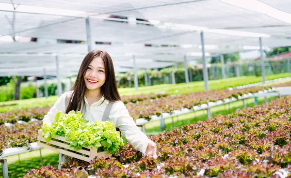 Neşeli genç bir kadın yemyeşil bitkilerle dolu canlı bir serada taze marul toplamaktan zevk alıyor. Gülüşü bahçıvanlığın ve sağlıklı yaşamın neşesini yansıtıyor..