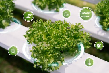 Canlı bir marul bitkisi akıllı bir çiftçilik ortamında büyür, gelişmiş teknoloji elementlerini gözlemek ve büyümeyi optimize etmek için sergiler. Tarım temaları için ideal.