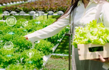Bir kadın serada taze marul hasat ediyor. Uygun büyüme için akıllı teknolojiden faydalanıyor. Bu resim modern tarım ve sürdürülebilirlik uygulamalarını gösteriyor.