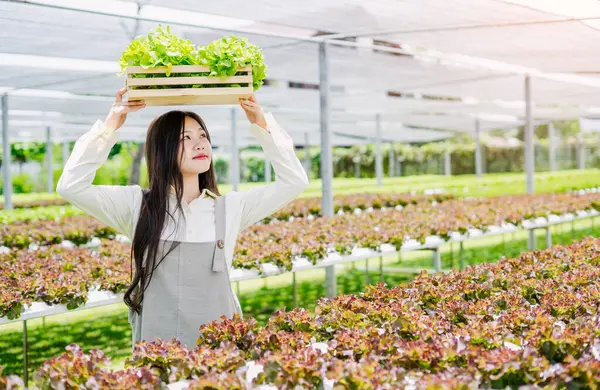 Genç bir kadın, canlı yeşilliklerle çevrili çevre dostu bir serada, sürdürülebilir çiftçiliğin mutluluğunu gösteren taze bir marul kasasını gururla tutuyor..