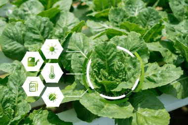 Bu görüntüde gelişmiş hidroponik marul büyümesi gösteriliyor ve optimum tarım teknolojileri sunuluyor. Sürdürülebilir tarım uygulamalarını göstermek için ideal.