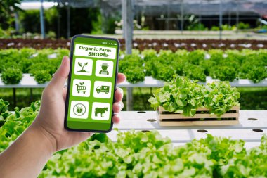 Bir el, yeşil bir bahçede yemyeşil marul ürünleri arasında organik tarım uygulaması gösteren bir akıllı telefonu tutuyor. Tarım teknolojisini vurguluyor.