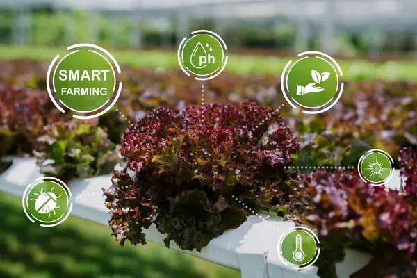 Modern bir serada, sürdürülebilir tarım ve optimum ürün büyümesi için yenilikçi tekniklerin vurgulandığı, marul yetiştirme için akıllı tarım teknolojileri sergileniyor..