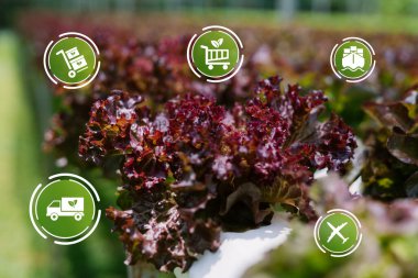 Hidrofonik sistemde yetişen taze kırmızı marul, modern tarım uygulamalarını ve sağlıklı üretime olan bağlılığını mükemmel bir şekilde gösteriyor..