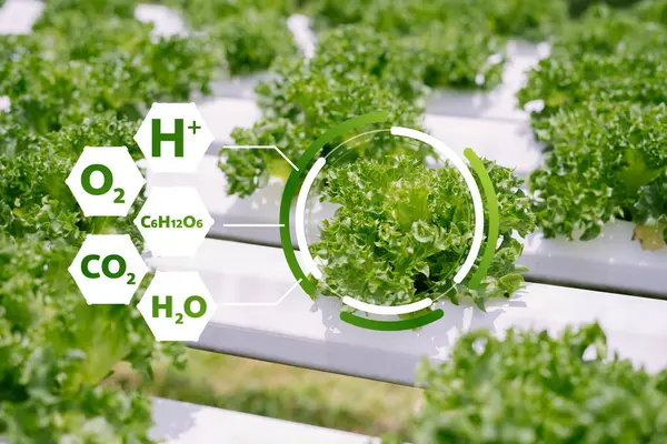 Hidroponik marul büyümesinin yenilikçi dünyasını keşfedin. Bu resim, sürdürülebilir tarımda besin bileşimini ve faydalarını vurgulayan canlı bir yeşil bitkiyi gösteriyor..