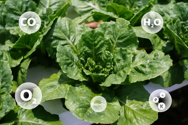 Canlı yapraklarını ve besinlerini gözler önüne seren taze yeşil marul, daha sağlıklı gıda üretimi için hidrofonik ve sürdürülebilir tarımı vurguluyor..