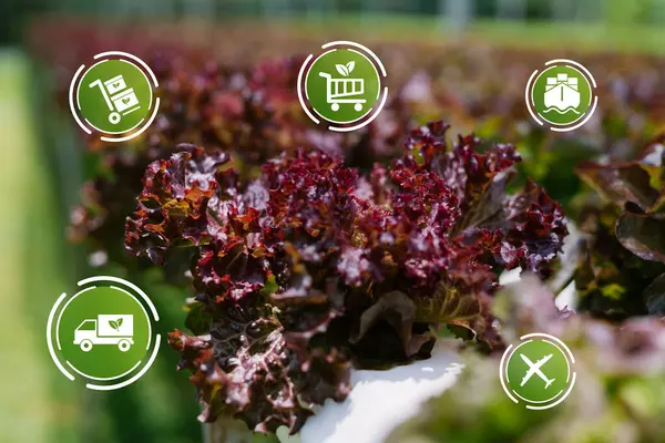 Hidrofonik sistemde yetişen taze kırmızı marul, modern tarım uygulamalarını ve sağlıklı üretime olan bağlılığını mükemmel bir şekilde gösteriyor..