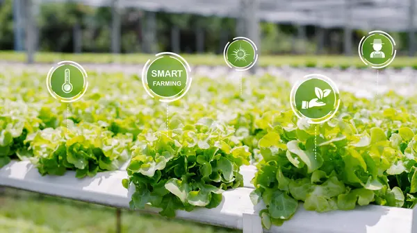 Akıllı tarım teknikleriyle tarımın geleceğini araştırın. Bu resim seralarda sürdürülebilir marul yetiştirmeye uygulanan yenilikçi teknolojiyi vurgular.