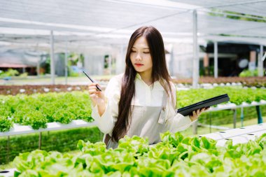 Genç bir kadın, sürdürülebilirlik ve taze üretim odaklı modern tarım uygulamalarını gösteren bir seradaki yeşil marulu teftiş ediyor..