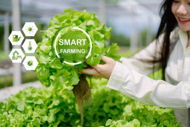 Bir çiftçi akıllı tarım teknolojisine girişiyor, sera ortamında canlı yeşil marul sergiliyor, yenilikleri ve sürdürülebilir tarım uygulamalarını vurguluyor.