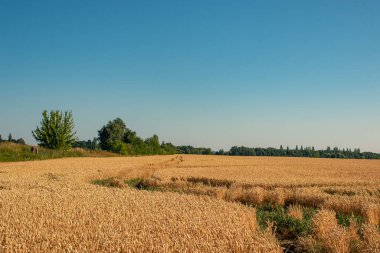 Buğday tarlaları ve bulutlu mavi gökyüzü ile kırsal alan