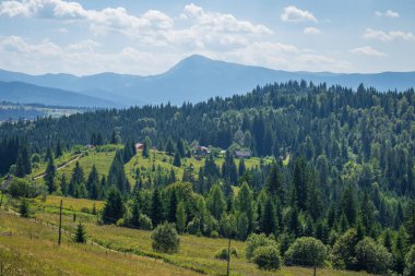 Yeşil çimenler ve ağaçlarla kaplı güzel bir dağ manzarası. Karpatyalı, Ukraynalı