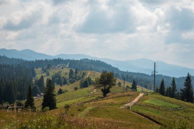 Ukrayna 'daki yeşil ormanlı yaz manzarası