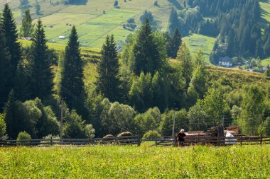 Dağlardaki yeşil bir tarlada çiftçi