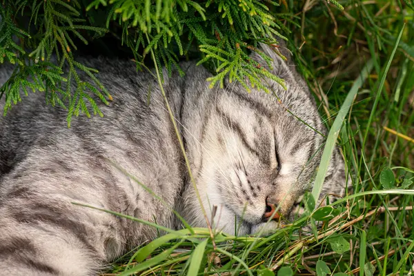 Yazın çimenlerde uyuyan gri kedi.