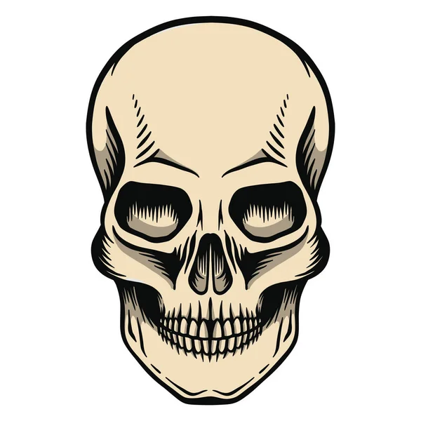 Cráneo Humano Con Mandíbula Inferior — Archivo Imágenes Vectoriales