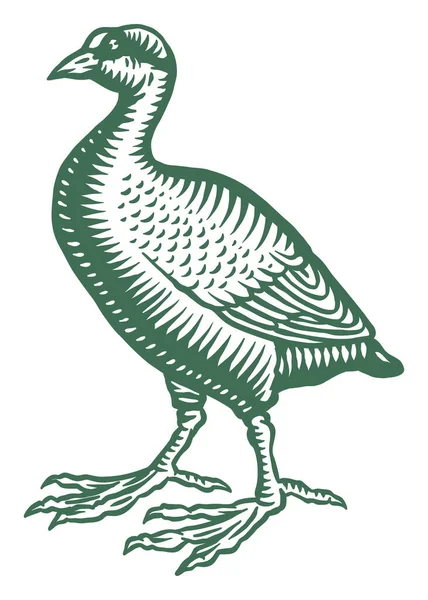 Cisne Preto Branco Tagua Bird — Vetor de Stock