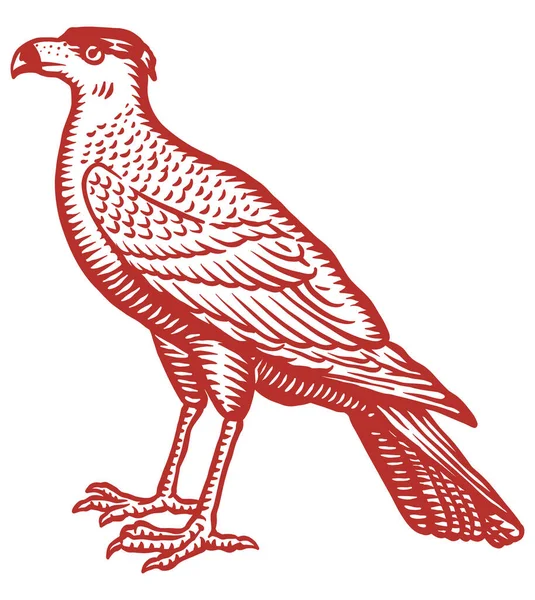 Vintage Falcon Uccello Vettore Disegnato Mano — Vettoriale Stock