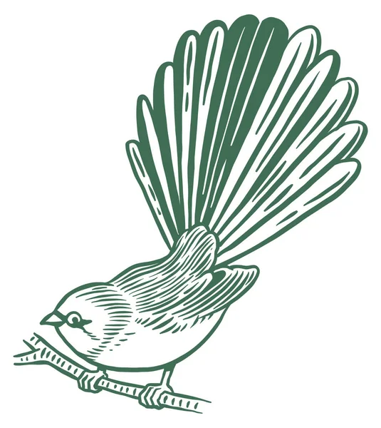 Pássaro Fantail Nova Zelândia Piwaiwaka — Vetor de Stock