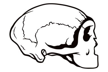 Neandertal kafatası - el çizimi vektör çizimi