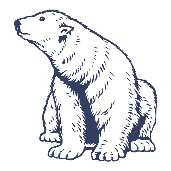 Πολική Αρκούδα Χειροποίητη Διανυσματική Απεικόνιση — Διανυσματικό Αρχείο