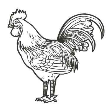 Tavuk horozu vektör illüstrasyonu