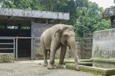 Hayvanat bahçesindeki Sumatra fili (Elephas maximus sumatranus).