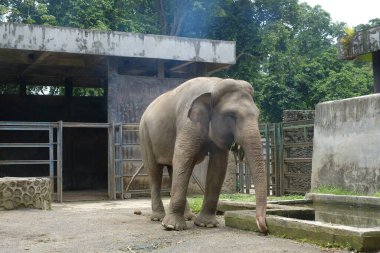 Hayvanat bahçesindeki Sumatra fili (Elephas maximus sumatranus).