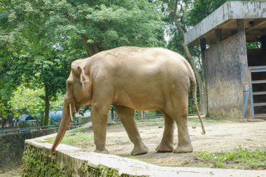 Hayvanat bahçesindeki Sumatra fili (Elephas maximus sumatranus).