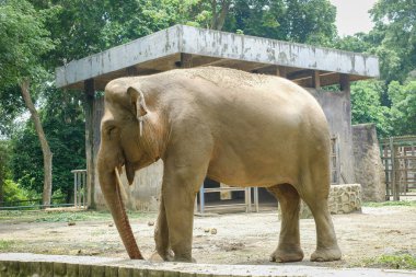 Hayvanat bahçesindeki Sumatra fili (Elephas maximus sumatranus).