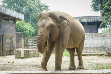 Hayvanat bahçesindeki Sumatra fili (Elephas maximus sumatranus).