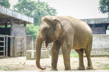 Hayvanat bahçesindeki Sumatra fili (Elephas maximus sumatranus).