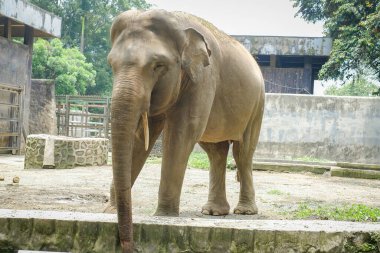 Hayvanat bahçesindeki Sumatra fili (Elephas maximus sumatranus).