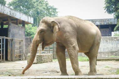 Hayvanat bahçesindeki Sumatra fili (Elephas maximus sumatranus).