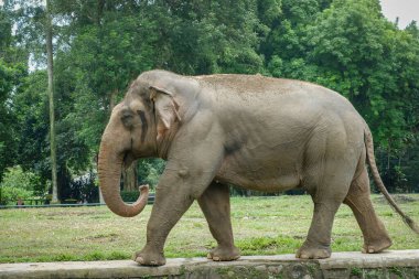 Hayvanat bahçesindeki Sumatra fili (Elephas maximus sumatranus).