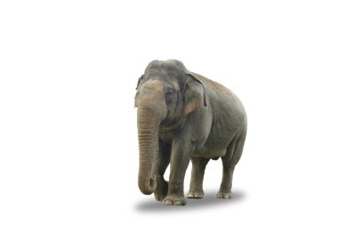 Sumatra fili (Elephas maximus sumatranus) beyaz arka planda