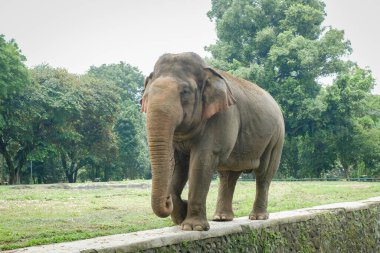 Hayvanat bahçesindeki Sumatra fili (Elephas maximus sumatranus).