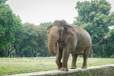 Hayvanat bahçesindeki Sumatra fili (Elephas maximus sumatranus).