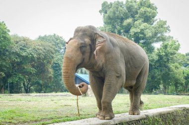 Hayvanat bahçesindeki Sumatra fili (Elephas maximus sumatranus).