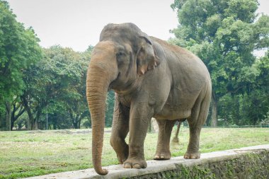 Hayvanat bahçesindeki Sumatra fili (Elephas maximus sumatranus).