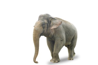 Sumatra fili (Elephas maximus sumatranus) beyaz arka planda