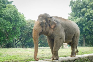 Hayvanat bahçesindeki Sumatra fili (Elephas maximus sumatranus).