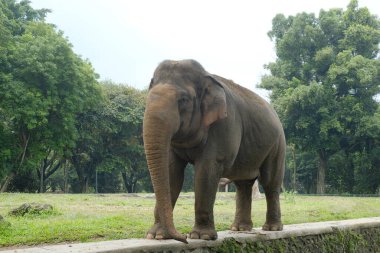 Hayvanat bahçesindeki Sumatra fili (Elephas maximus sumatranus).