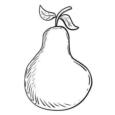 Elle çizilmiş armut çizimi